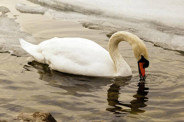 Cygnus Poster featuring the photograph Mute swan #7 by SAURAVphoto Online Store