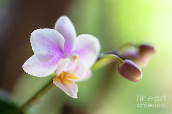 Background Poster featuring the photograph Purple Orchid Flower #7 by Raul Rodriguez