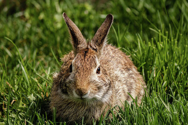 Cottontail Poster featuring the photograph Eastern Cottontail rabbit #8 by SAURAVphoto Online Store