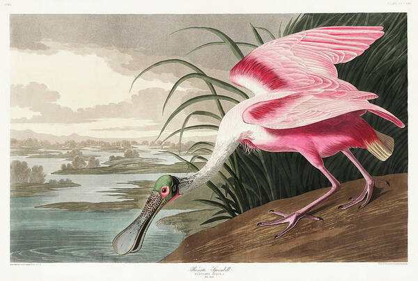 Audubon Birds Poster featuring the drawing Roseate Spoonbill #9 by John James Audubon