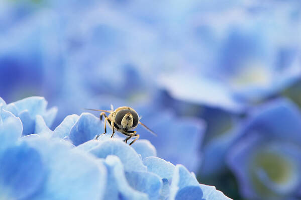 Hoverfly Poster featuring the photograph A closeup of a Hoverfly on a blue Hydrangea flower. by Sharon Talson