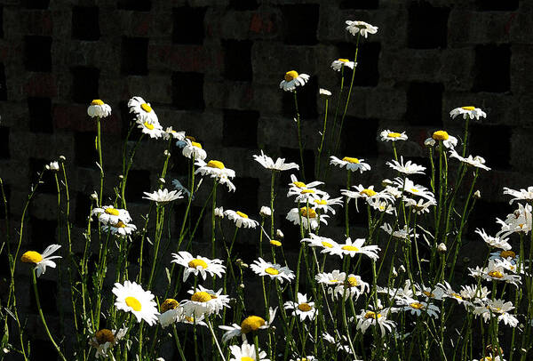 Daisy Poster featuring the photograph A Daisy a Day in watercolor by Suzanne Gaff