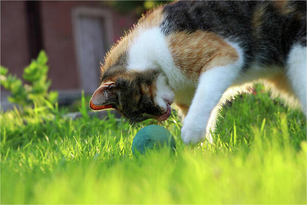 Golden Hour Poster featuring the photograph A domestic cat, felis silvestris catus, playing with small blue ball on garden by Vaclav Sonnek