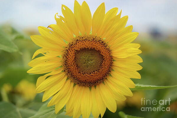 Sunflowers Poster featuring the photograph A field of sunflower by Diana Mary Sharpton