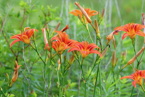 Orange Daylily Poster featuring the photograph A Field of Wild Daylily by Rose Guinther