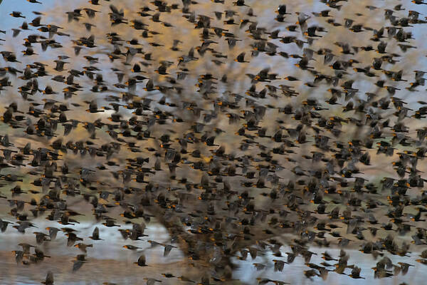 Birds Poster featuring the photograph A flurry of blackbirds 2 by Mary Hone