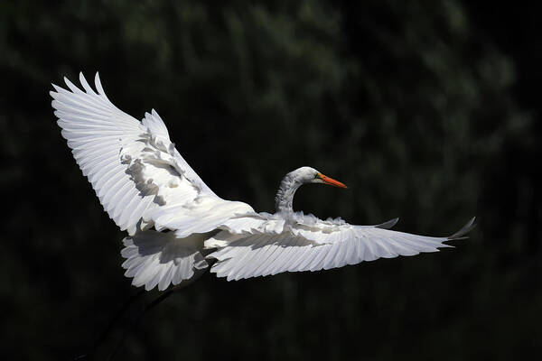 Great Egret Poster featuring the photograph A Great Egret in Flight by Shixing Wen