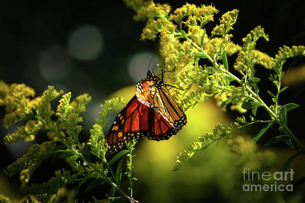 Center Stage Poster featuring the photograph A Monarch Butterfly by Rehna George