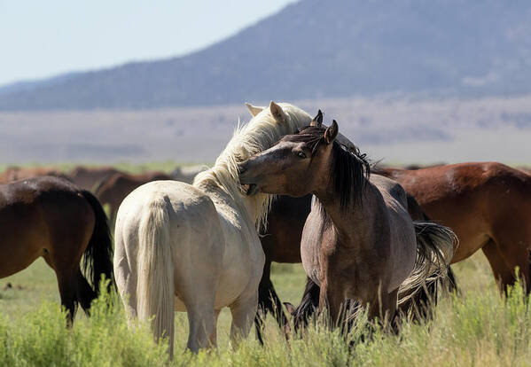 Eastern Sierra Poster featuring the photograph A Nip Here and There by Cheryl Strahl