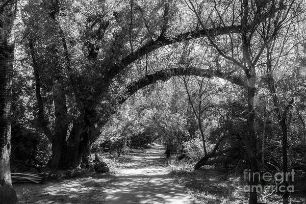 Arizona Poster featuring the photograph A Path Through the Forest in Black and White by Kathy McClure