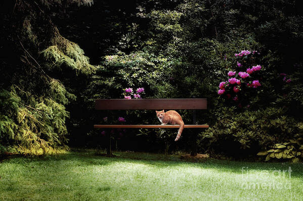 Cat Poster featuring the photograph Cat on a Bench....A Place to Relax by Elaine Manley