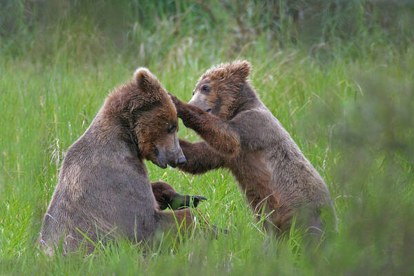 Bear Poster featuring the photograph A Playful Mother and Cub by Ed Stokes