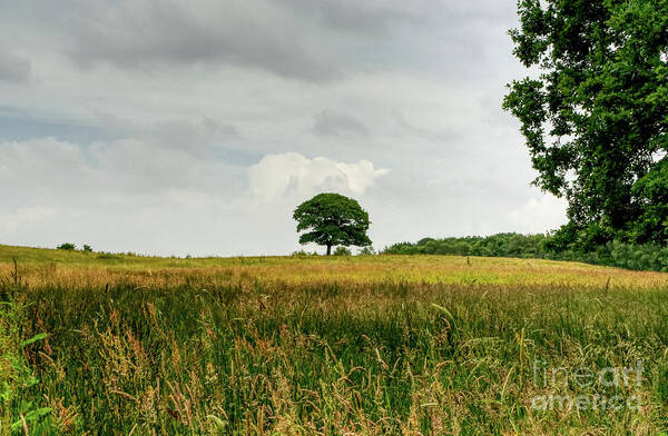 Digital Art Poster featuring the photograph A single lone tree on a hill in the Hopwood Woods Nature Reserve 2021. by Pics By Tony