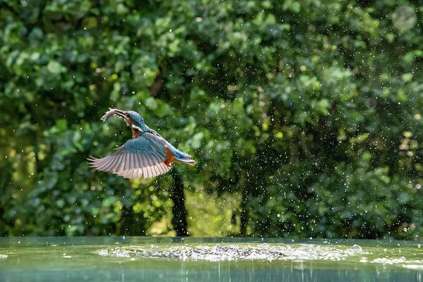 Kingfisher Poster featuring the photograph A Successful Catch by Mark Hunter