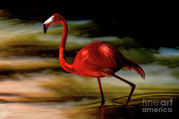 Flamingo Poster featuring the photograph A Wading Bird at Daybreak by Diana Mary Sharpton