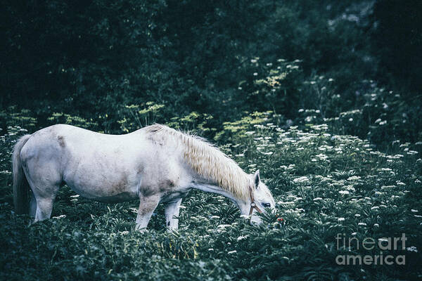 Horse Poster featuring the photograph A white horse grazes on a meadow by Dimitar Hristov