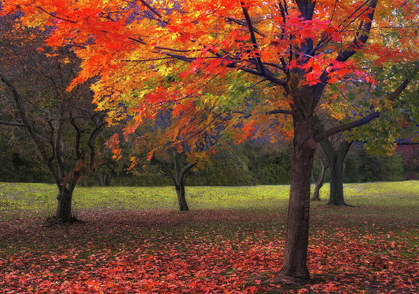 Autumn Poster featuring the photograph Ablaze in Autumn by Jessica Jenney