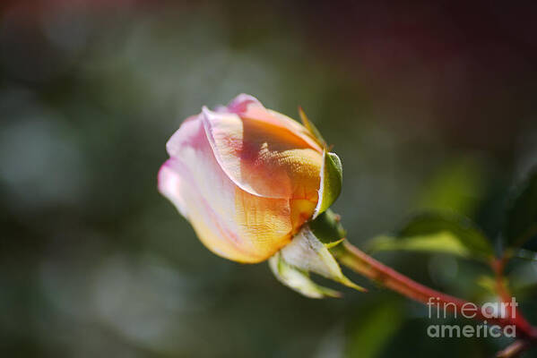 Abraham Darby Rose Flower Poster featuring the photograph Abraham Darby Rose Bud Pink by Joy Watson