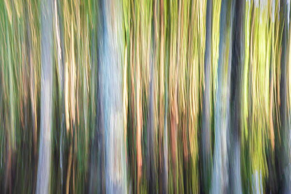 Trees Poster featuring the photograph Abstract Cypress Trees by Jordan Hill