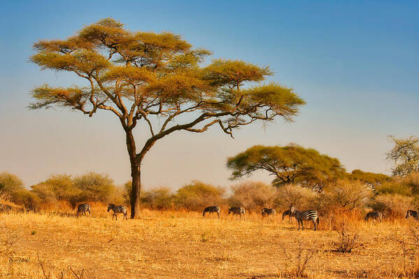 Africa Poster featuring the photograph Acacia Tree and Zebras by Bruce Block