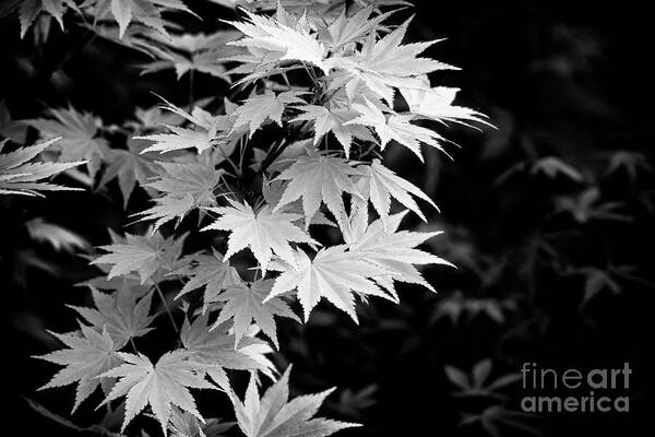 Acer Shirasawanum Jordon Poster featuring the photograph Acer Shirasawanum Jordan Tree Foliage Monochrome by Tim Gainey