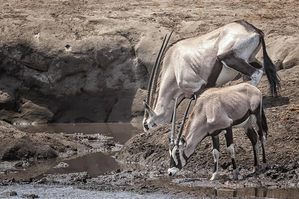 Oryx Poster featuring the photograph Adult and Juvenile Oryx by Belinda Greb