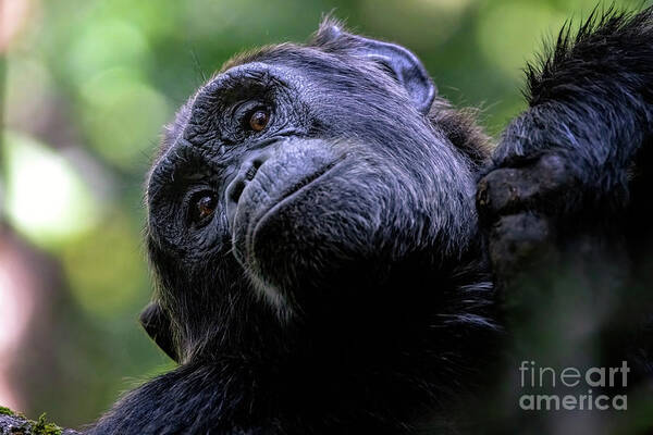 Chimpanzee Poster featuring the photograph Adult chimpanzee looks down from a tree by Jane Rix