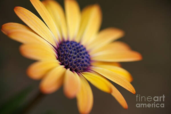 African Daisy Poster featuring the photograph African Daisy Golden by Joy Watson