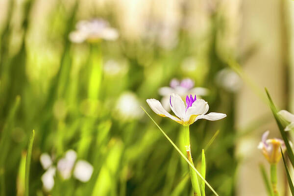 Iris Poster featuring the photograph African Iris Bokeh by Kay Brewer