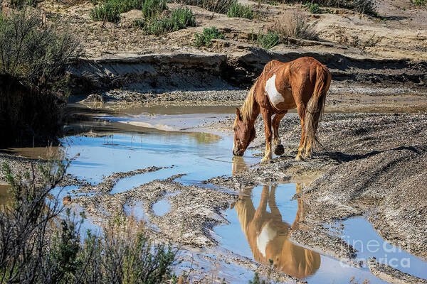 Mustang Poster featuring the photograph After the Rain by Jim Garrison