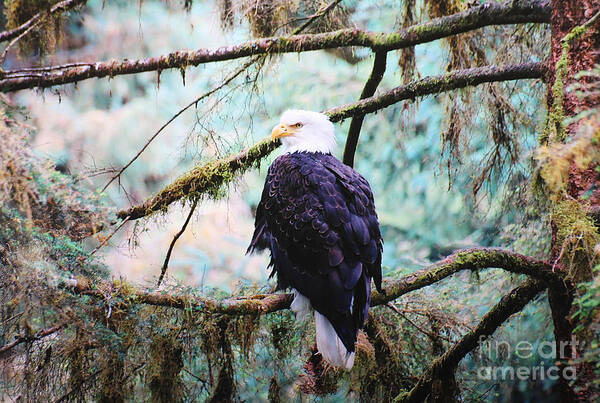 Alaska Poster featuring the digital art Alaska Bald Eagle by Doug Gist