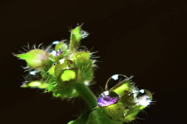 Plant Poster featuring the photograph Alien Colony by Jason Bohannon