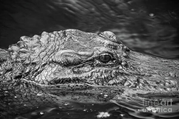 Alligator Poster featuring the photograph Alligator Eye by Kimberly Blom-Roemer