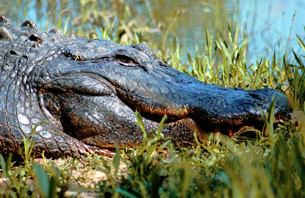 Alligator Smililng Photo Poster featuring the photograph Alligator Smiling by Bob Pardue