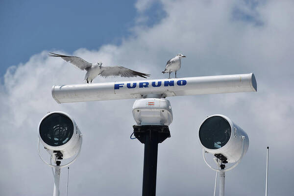 Sea Gulls Poster featuring the photograph Always Look Up by Roberta Byram