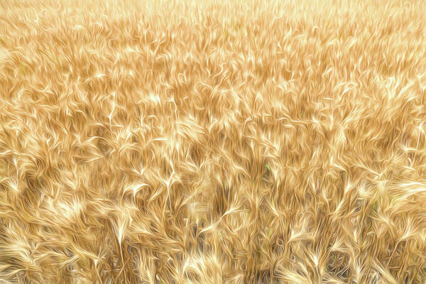 Wheat Poster featuring the digital art Amber Waves by Brad Barton