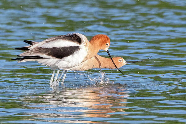 American Avocets Poster featuring the photograph American Avocets 3155-040822-2 by Tam Ryan