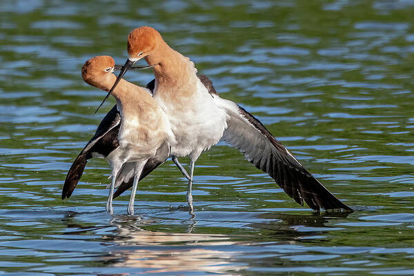 American Avocets Poster featuring the photograph American Avocets 3188-040822-2 by Tam Ryan