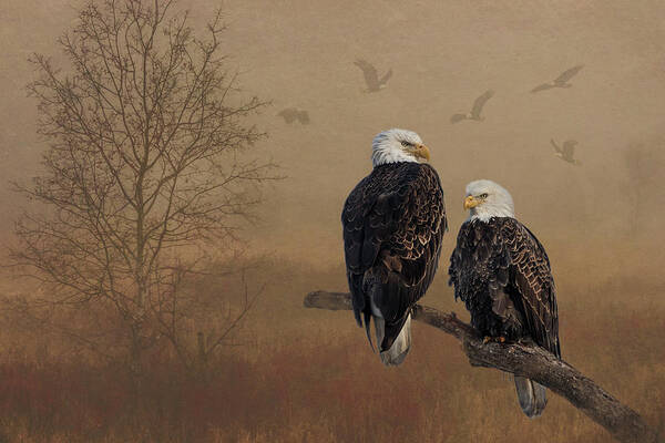Birds Poster featuring the photograph American Bald Eagle Family by Patti Deters