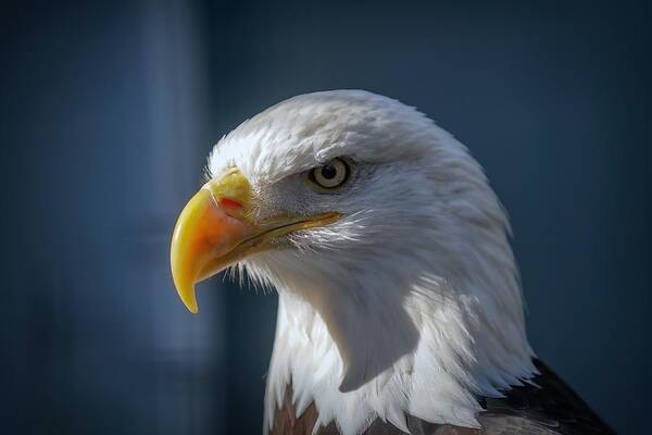 Eagle Poster featuring the photograph American Bald Eagle Portrait by Susan Rydberg