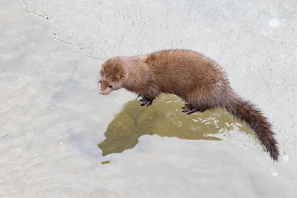 Mink Poster featuring the photograph American Mink on Ice by Tony Hake