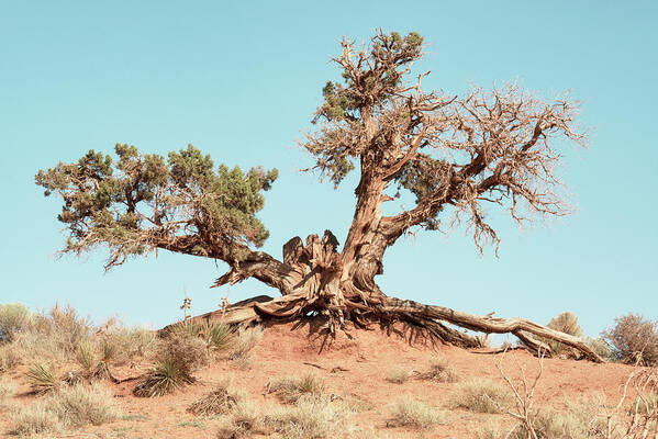 American West Poster featuring the photograph American West - Desert Tree by Philippe HUGONNARD