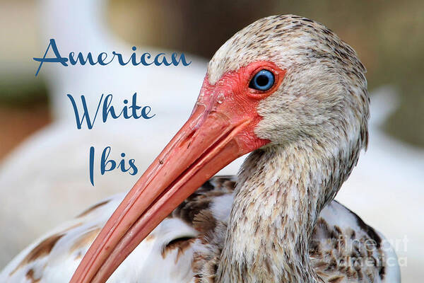 American White Ibis Poster featuring the photograph American White Ibis by Joanne Carey