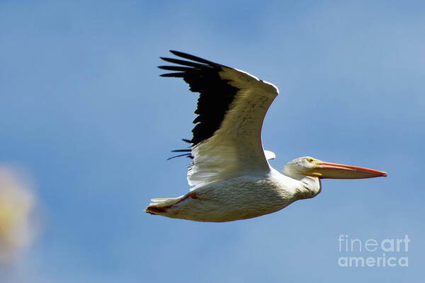 American White Pelican Poster featuring the photograph American White Pelican Flight by Natural Focal Point Photography