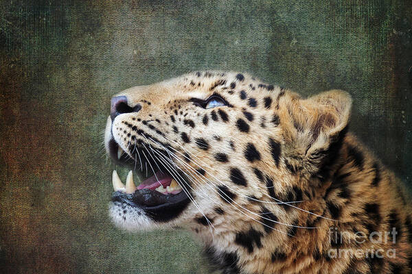 Leopard Poster featuring the photograph Amur leopard looking up. iIndigenous to southeastern Russia and northeast China, and listed as Critically Endangered. Processed to look like an old painting. by Jane Rix