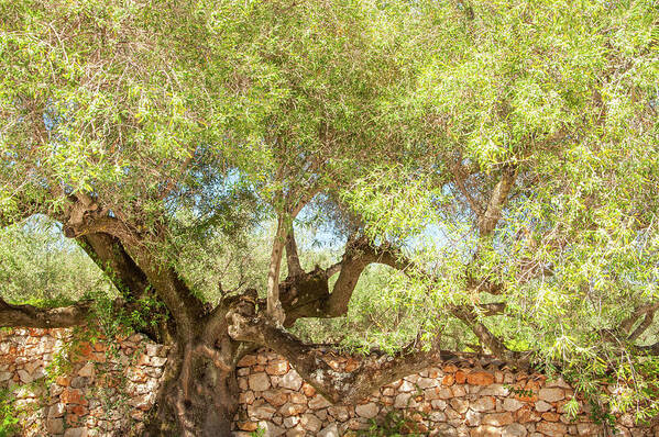 Green Olive Tree Poster featuring the photograph Ancient Majesty by Rob Hemphill