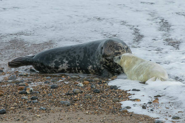 Grey Seal Poster featuring the photograph And This is the Sea... by Wendy Cooper