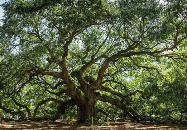 Landscape Poster featuring the photograph Angel Oak by Chris Berrier