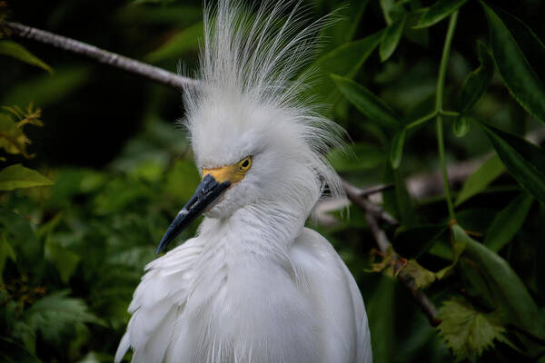 Mad Poster featuring the photograph Angry Snowy Egret by Carolyn Hutchins