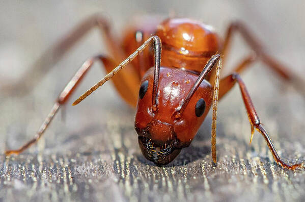 Ant Poster featuring the photograph Ant by Anna Rumiantseva